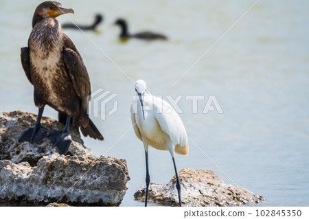 Small white heron, or Little egret, Egretta garzetta, and Great cormorant, Phalacrocorax carbo, sitting on a cliff and looking for fish in shallow water Small white heron, or Little egret, Egretta garzetta, and Great cormorant, Phalacrocorax carbo, sitting on a cliff and looking for fish in shallow water 102845350