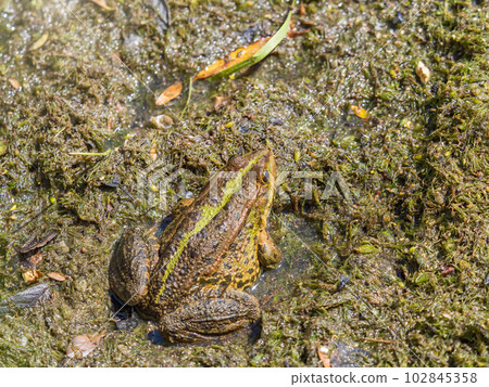 A large green frog sits in the marsh. 102845358