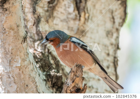 Common chaffinch, Fringilla coelebs, sits on a tree. Common chaffinch in wildlife. 102845376