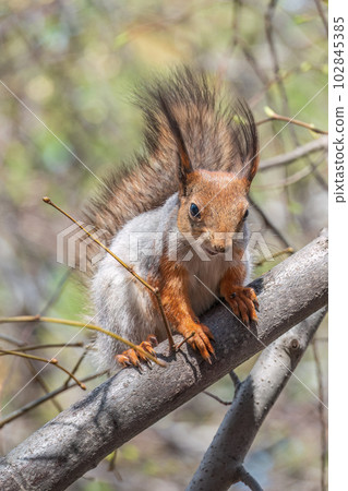 The squirrel sits on a branches in the spring or summer. The squirrel sits on a branches in the spring or summer. 102845385