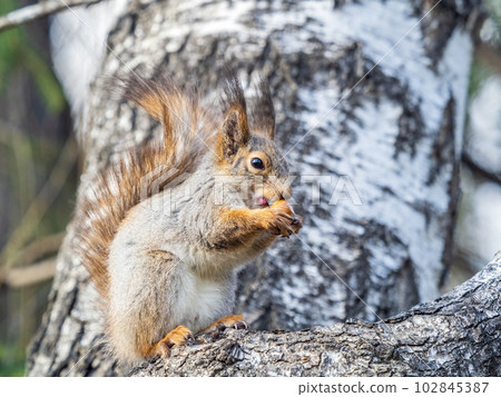 The squirrel with nut sits on a branches in the spring or summer. 102845387