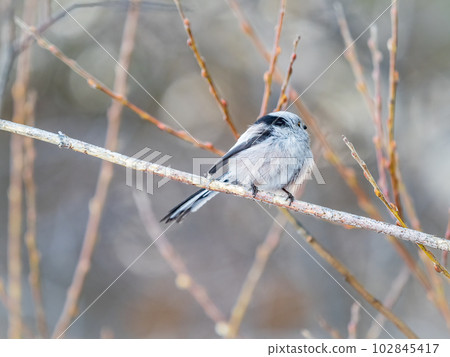 European long-tailed tit, latin name Aegithalos caudatus. A bird sitting on a branch in a deciduous forest. European long-tailed tit, latin name Aegithalos caudatus. A bird sitting on a branch in a deciduous forest. 102845417