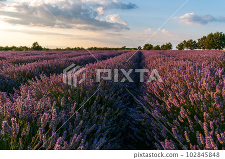 Lavender field in the Provence 102845848
