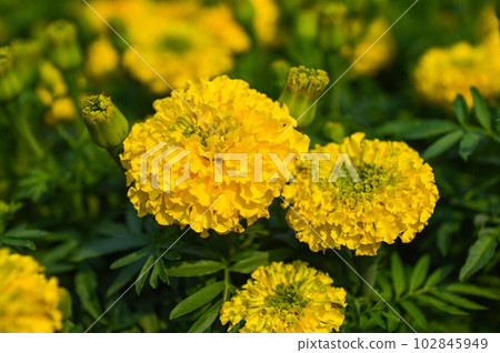 marigold flower blossom on the garden, flower yellow and orange marigold flowers for decorate garden 102845949