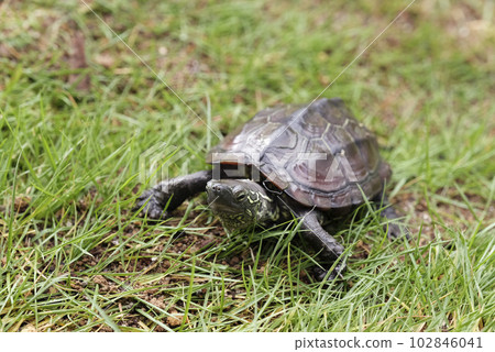 黑背海龜在草坪上行走 黑背海龜在草坪上行走 102846041