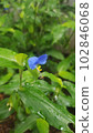 Flower of Commelina after the rain 102846068