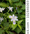 Pale colored iris flower 102846069