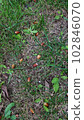 Acorn that fell to the ground 102846070