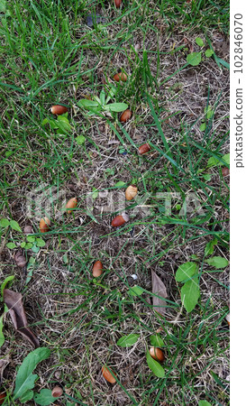 Acorn that fell to the ground Acorn that fell to the ground 102846070