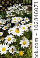 white margaret and bee 102846071