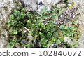 Moss growing on the male organ 102846072