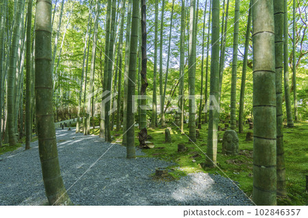 The bamboo grove of Enkoji, the Okyo bamboo grove, the season of fresh greenery 102846357