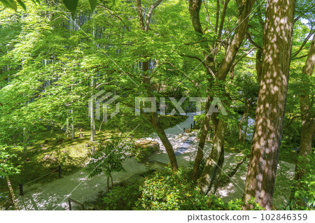 圓光寺，重生之庭，被生機勃勃的綠色環繞，新綠的季節 102846359