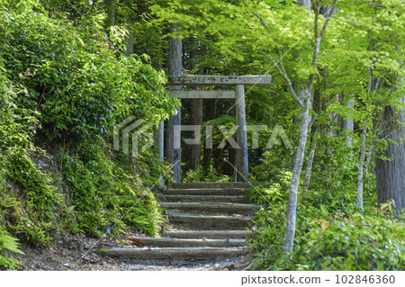 圓光寺後山,通往東照宮和家康墳墓的小路,新綠的季節 圓光寺後山,通往東照宮和家康墳墓的小路,新綠的季節 102846360