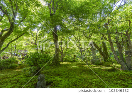 Enkoji Temple, Jugyu no Niwa, surrounded by vivid greenery, the season of fresh greenery 102846382
