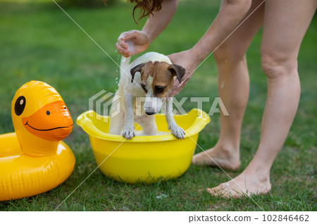 The owner washes the dog Jack Russell Terrier in a yellow basin on a green lawn.  102846462