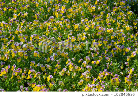 Viola flowers blooming in the garden 102846656