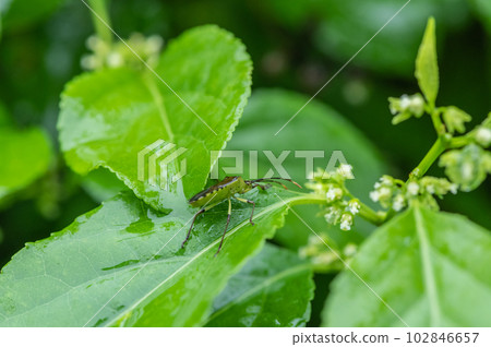 棲息在被雨水浸濕的草地上的木原葉臭蟲 102846657