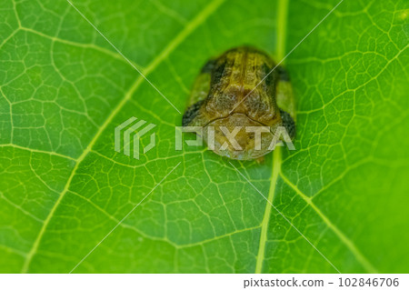 Yotsu Monkey Beetle 102846706