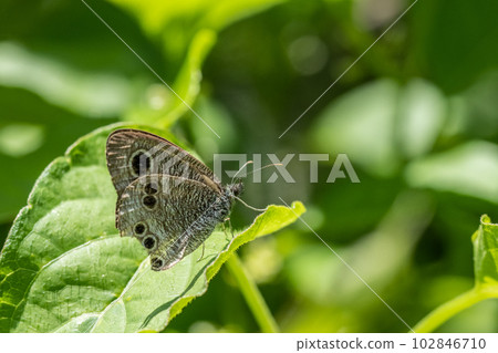 Ypthima argus Ypthima argus 102846710