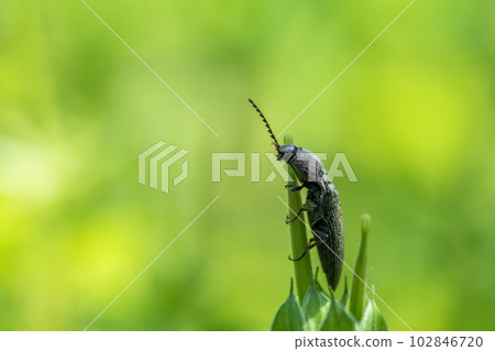 Click beetle on grass Click beetle on grass 102846720