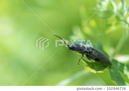 Click beetle on grass Click beetle on grass 102846726