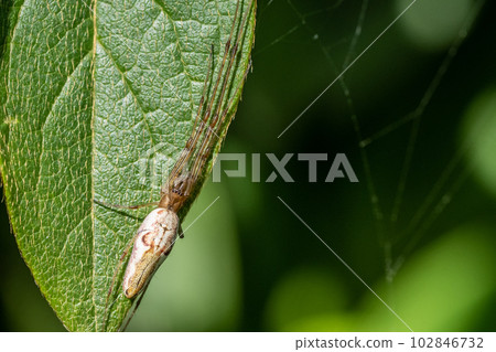 Tetragnatha pratensis Tetragnatha pratensis 102846732