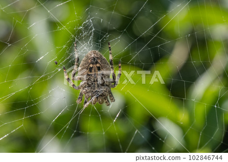 A spider that builds a nest in the grass 102846744