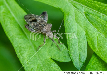 Hojoki bug 102846752