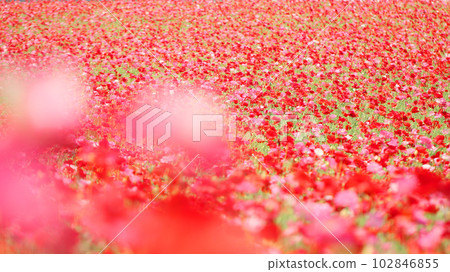 Poppy field Poppy field 102846855