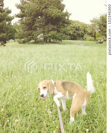 Beagle dog having fun in the forest park Beagle dog having fun in the forest park 102846860
