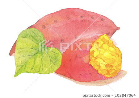 Watercolor illustration of sweet potato leaves and baked sweet potato Watercolor illustration of sweet potato leaves and baked sweet potato 102847064