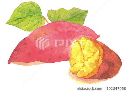 Golden sweet potato cross section watercolor illustration Golden sweet potato cross section watercolor illustration 102847068