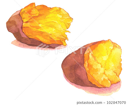 Baked sweet potato illustration of golden sticky potato and hokuhoku potato drawn by watercolor 102847070