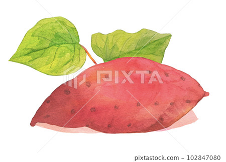 紅薯水彩手繪插畫 102847080