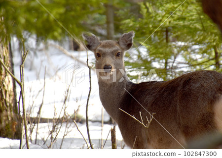 Ezo deer Ezo deer 102847300