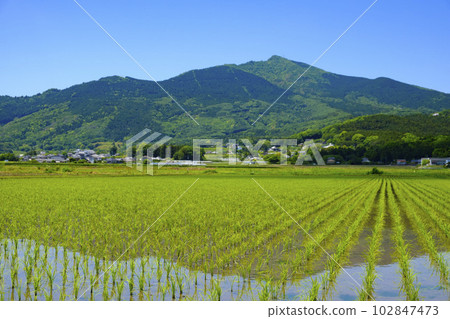 Mount Tsukuba and paddy fields spread out at the foot of Mt. Tsukuba after rice planting 102847473
