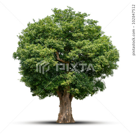 big tree isolate on white background big tree isolate on white background 102847512