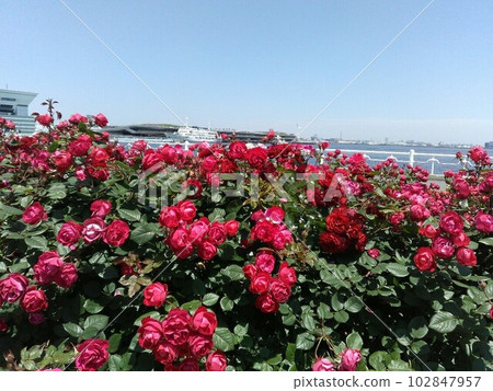 Yokohama Yamashita Park Rose Red Blue Sky May 16, 2023 Yokohama Yamashita Park Rose Red Blue Sky May 16, 2023 102847957