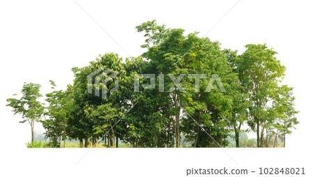 Row of trees and shrubs isolate on white background 102848021
