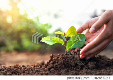 hand planting a small tree in the garden with sunset, green earth concept hand planting a small tree in the garden with sunset, green earth concept 102848054