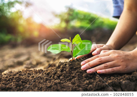 hand planting a small tree in the garden with sunset, green earth concept hand planting a small tree in the garden with sunset, green earth concept 102848055