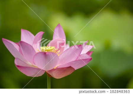 蓮花 蓮花 102848363