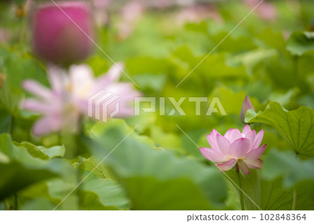 蓮花 蓮花 102848364