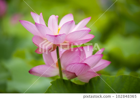 蓮花 蓮花 102848365