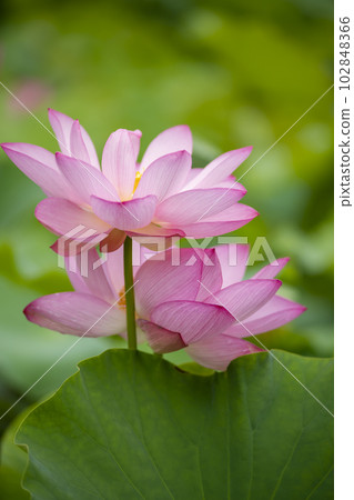 蓮花 蓮花 102848366