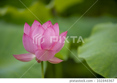 蓮花 蓮花 102848367