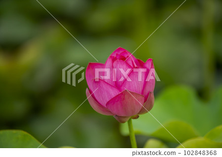 蓮花 蓮花 102848368