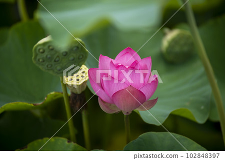 蓮花 102848397