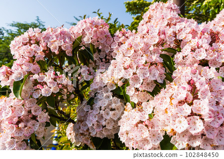 Flowers of Kalmire 102848450
